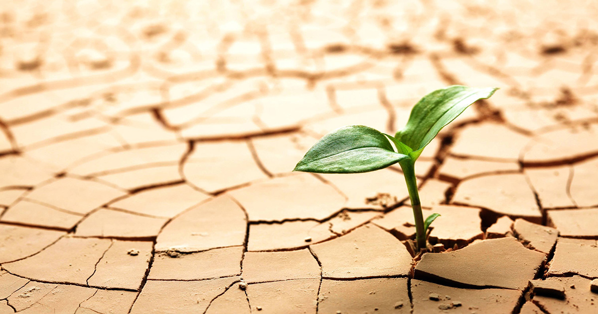 Plant growing in drought