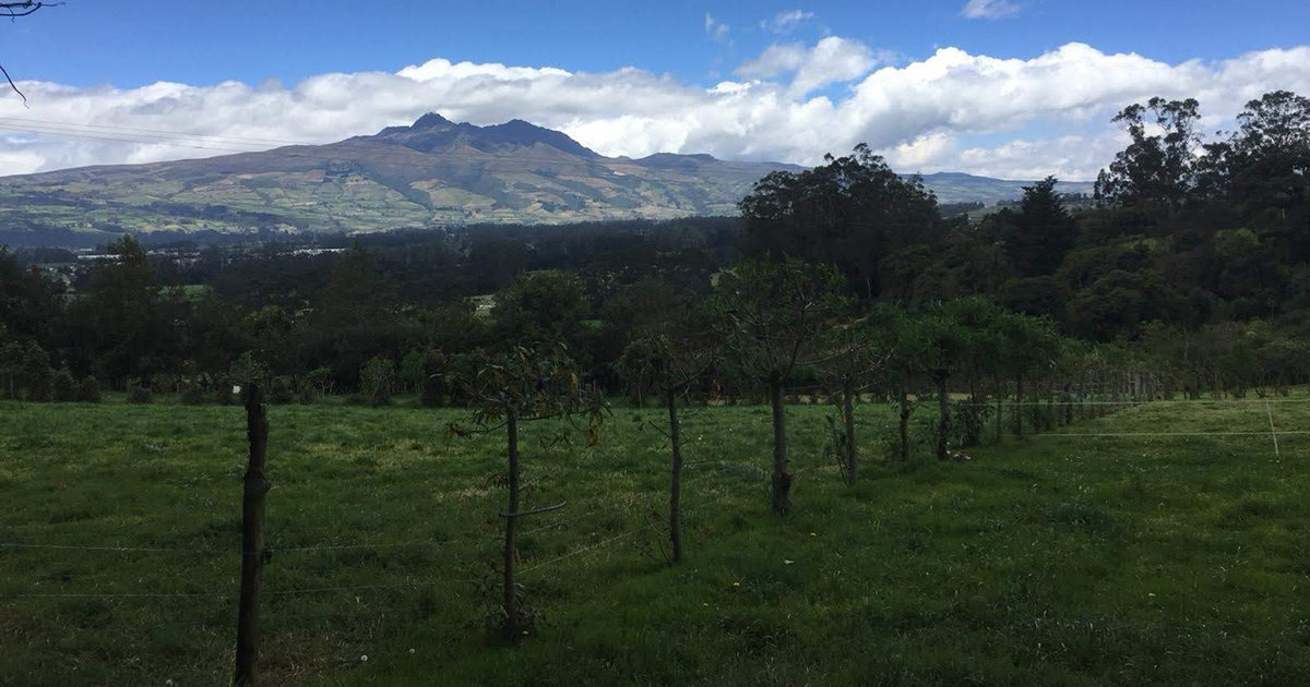 Snapshot of the Quiñones family farm in Ecuador.