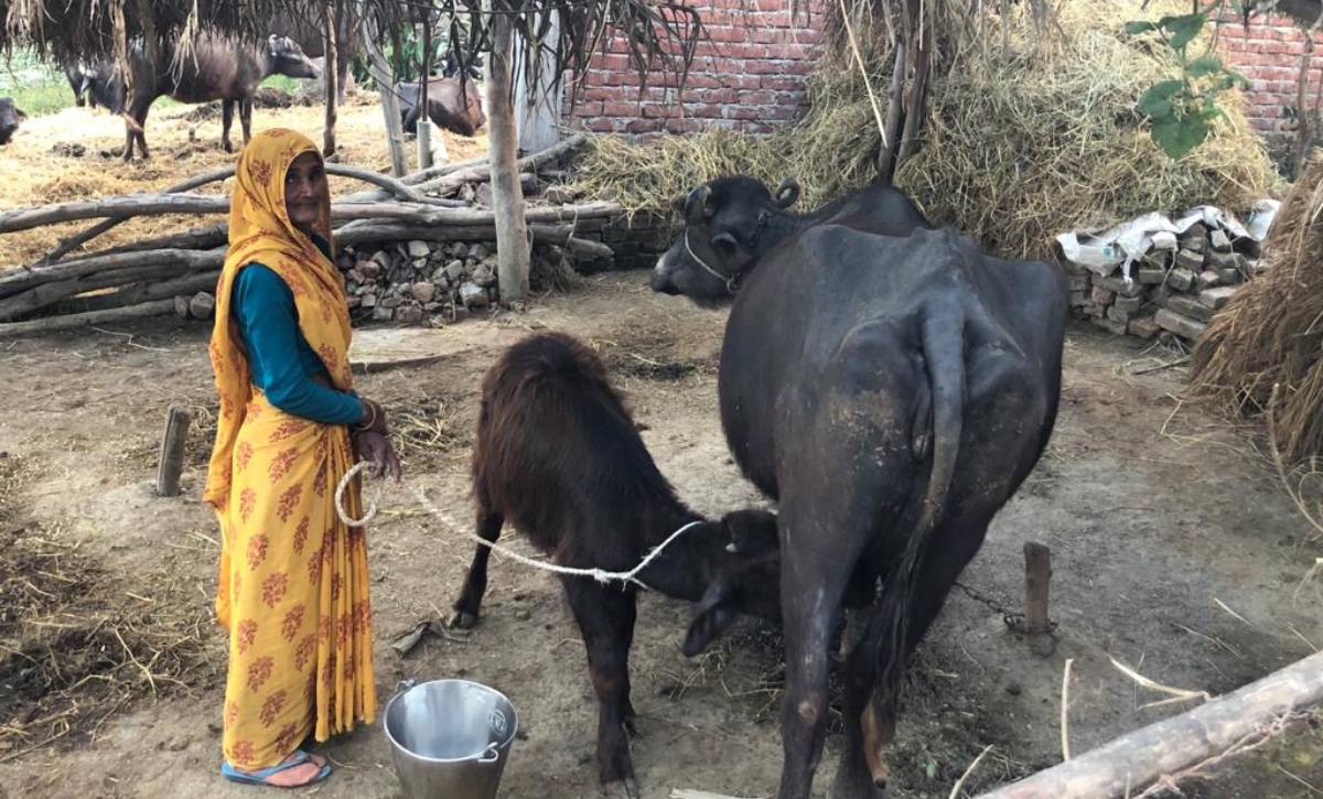 Smallholder dairy farmer woman in Uttar Pradesh.