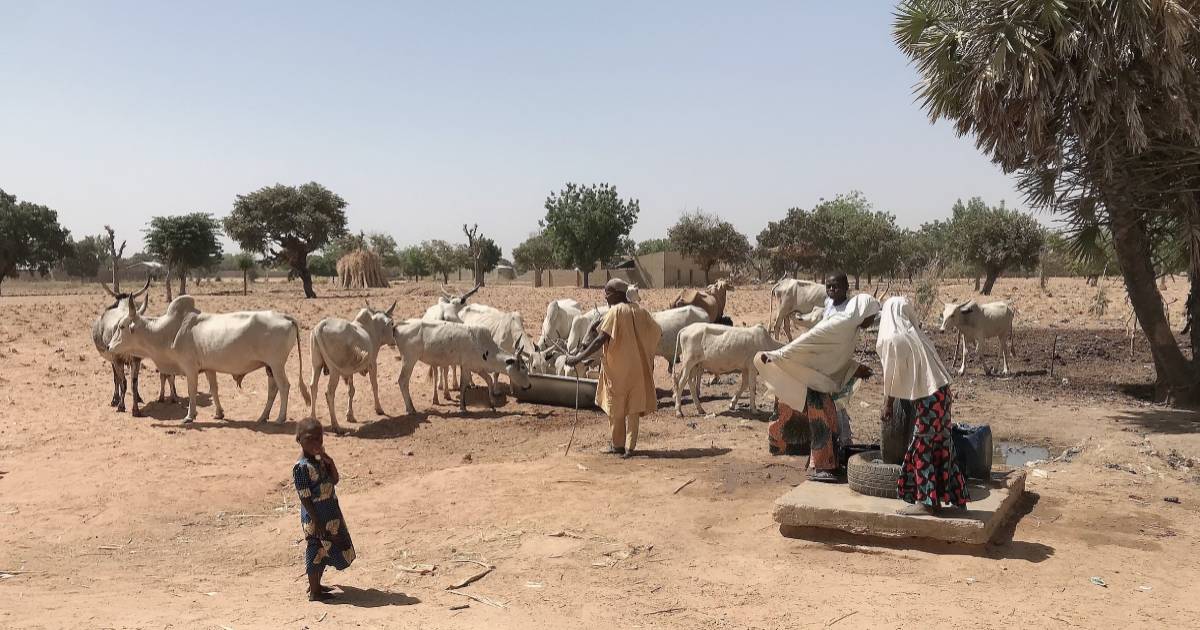 Smallholder dairy farmers in Nigeria taking care of cattle