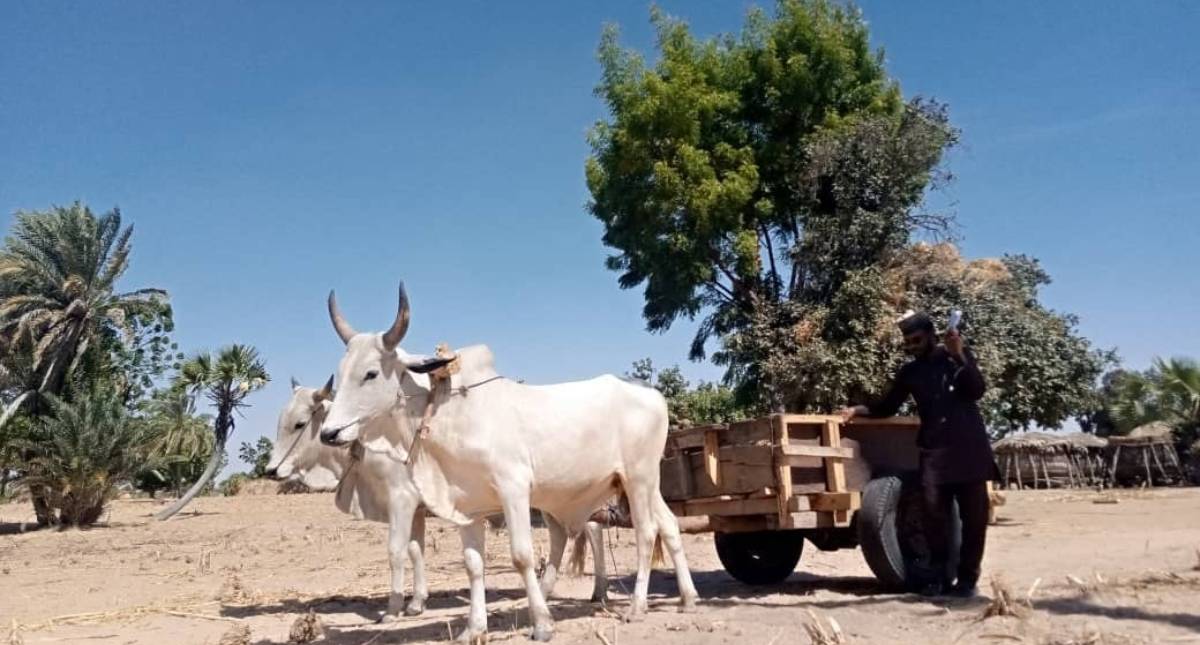 Smallholder dairy farmer with bullocks drawn cart.