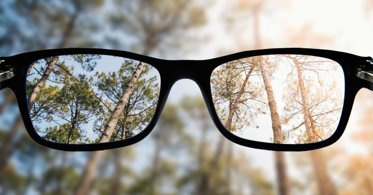 Some glasses focusing a beautiful forest