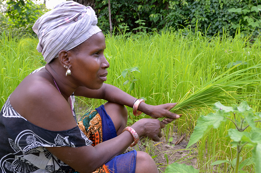 Senegalese women in rice patty