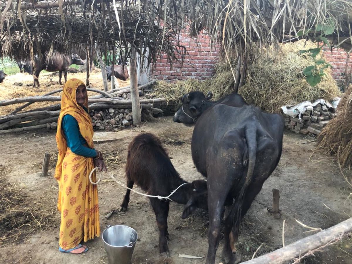 Farmer with her cows. Photo taken by Avneesh Tripathi in Uttar Pradesh, India