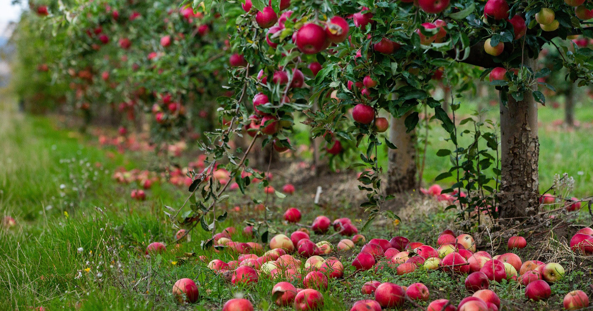 Apple orchard