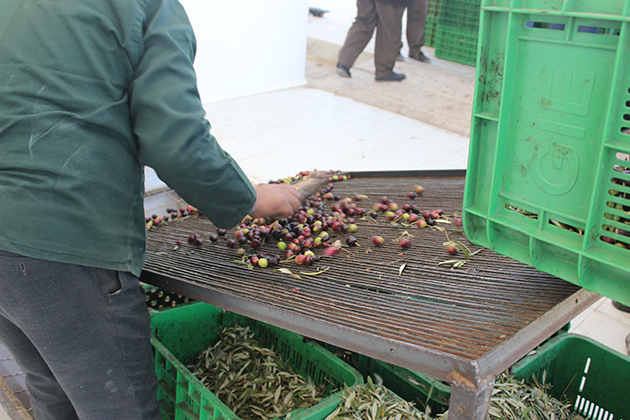 Moroccan fruit tree sorting Moroccan fruit tree sorting