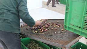 Moroccan fruit tree sorting