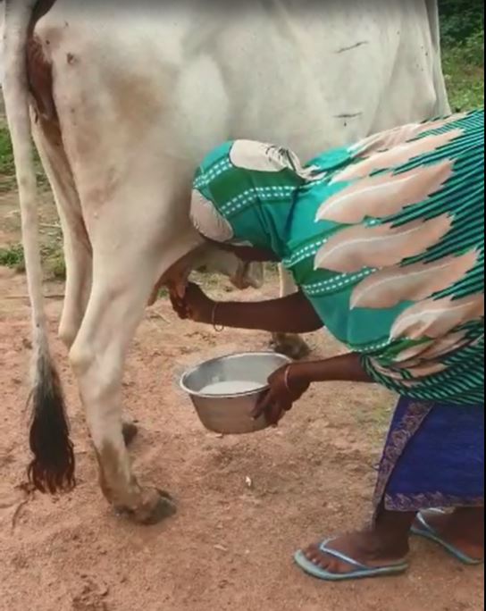 Woman milking cow by Hasinah Harunah