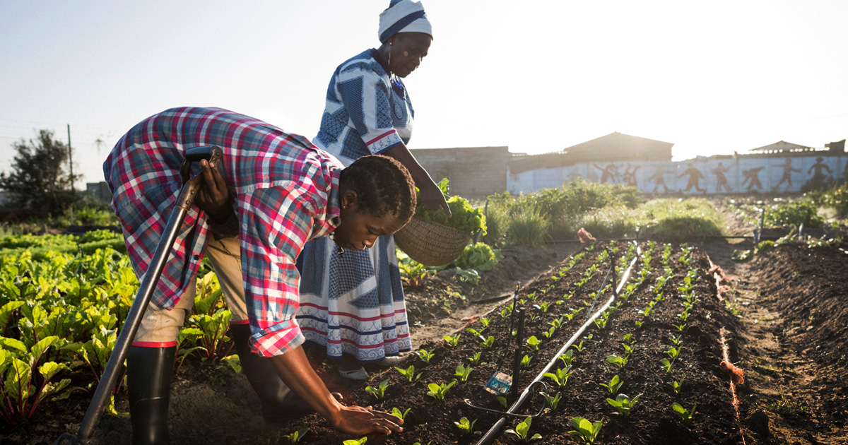 a person and person working in a garden