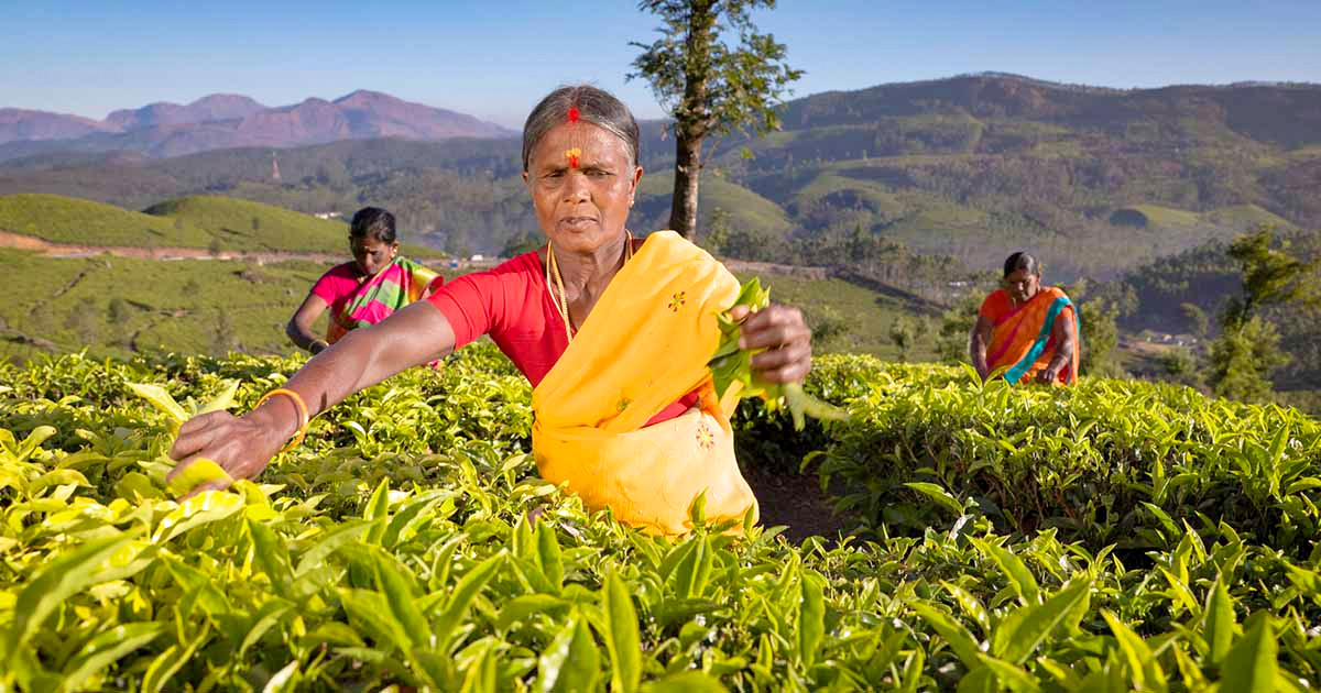 3 women harvesting crops in southeast Asia