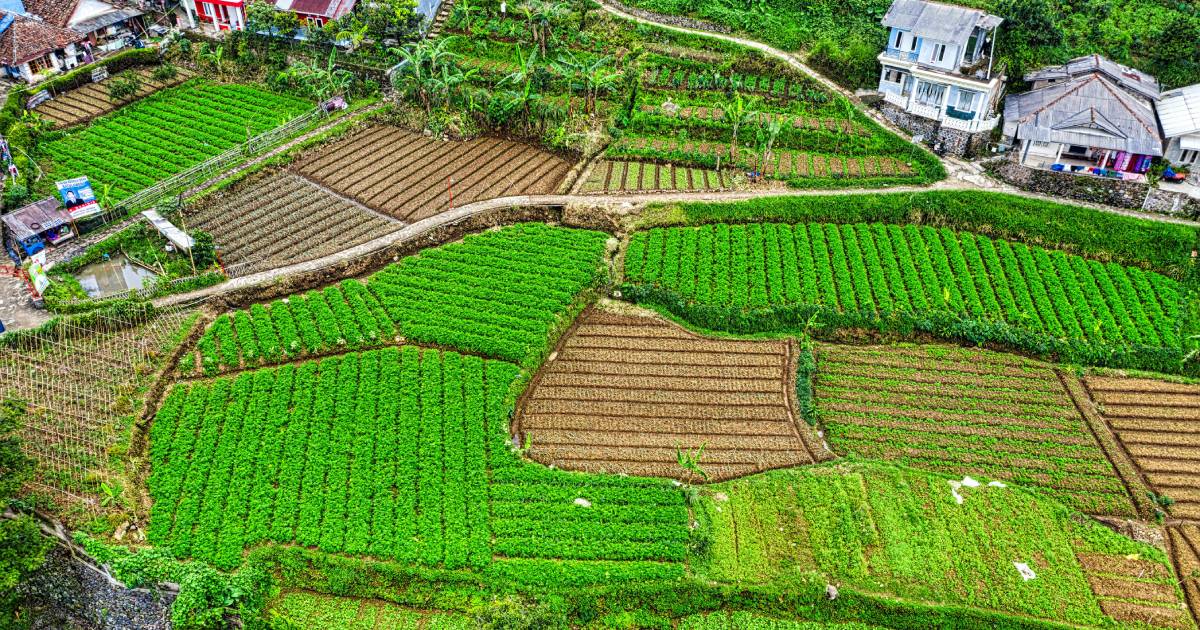 Green crop fields