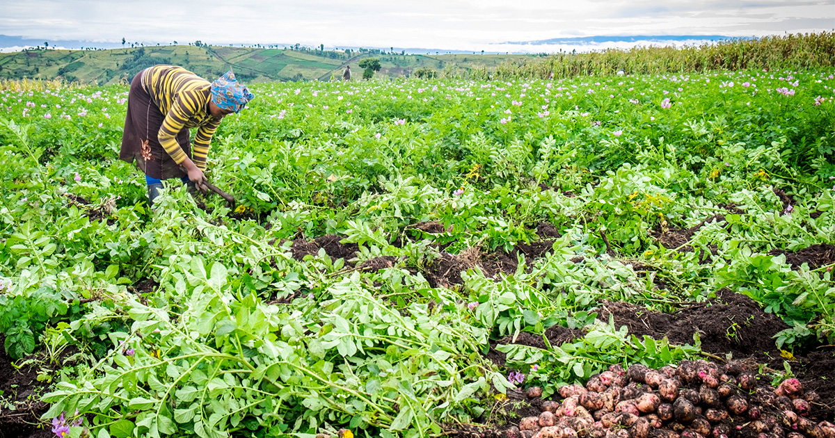 Farmer harvests potatoes by hand in a lush agricultural field surrounded by rolling hills.