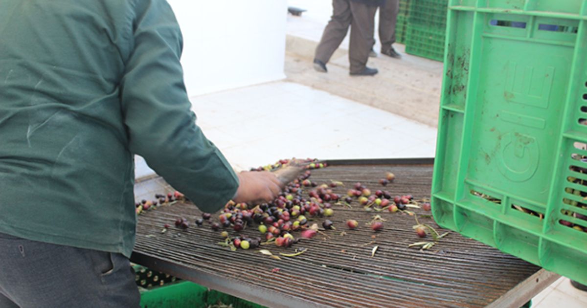 Monitoring and Evaluation of Fruit Tree Productivity