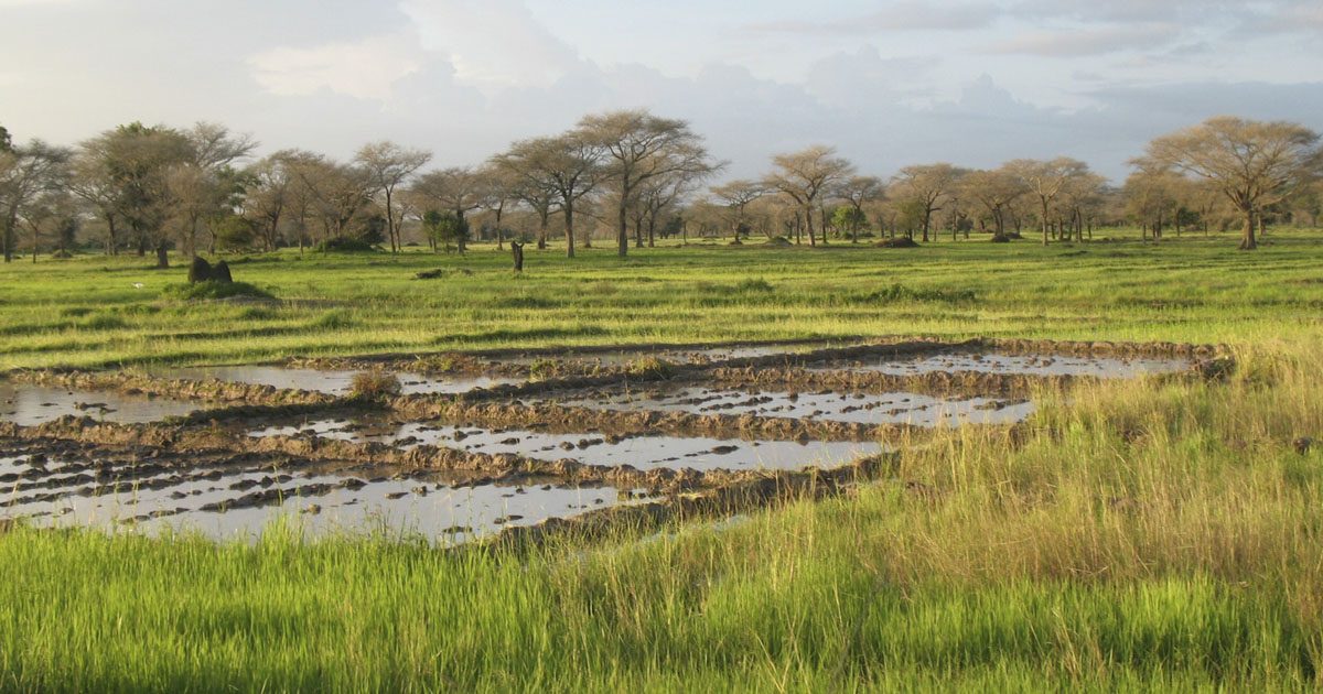 A landscape with rice crops, near near Diouloulou in the region of Casamance, Senegal